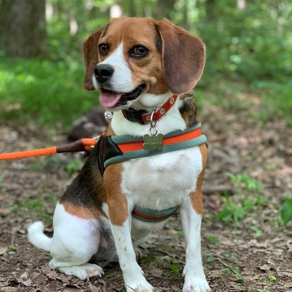 Meet your Posher, Sam - Picture 1 of 1